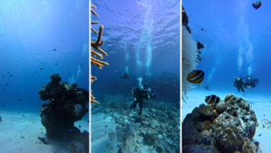 Buceo en Okinawa: islas Kerama y más (guía 2026)